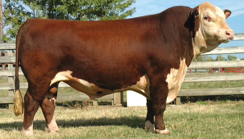 Asociaci&oacute;n Hereford Mexicana