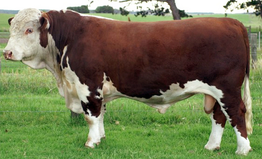 Asociaci&oacute;n Hereford Mexicana